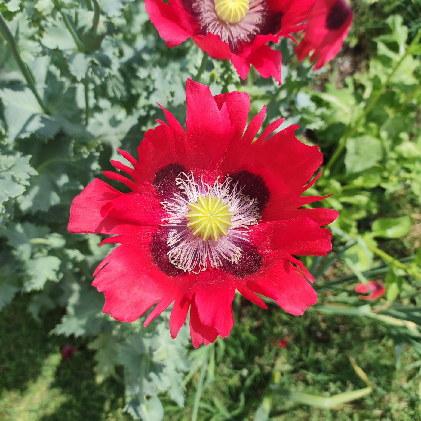 Flor de amapola
