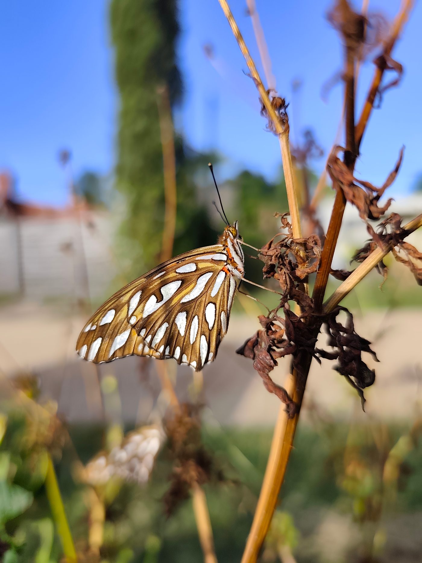 Mariposa en la huerta