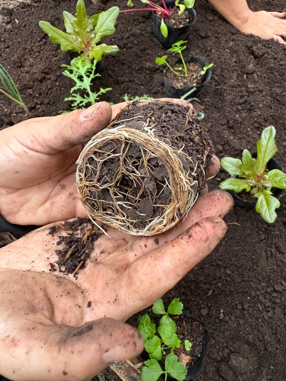 Grupo de personas plantando juntas